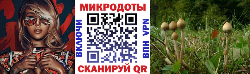 Псилоцибиновые грибы GOLDEN TEACHER  цена наркотик  ссылка на мегу tor  Черемхово 
